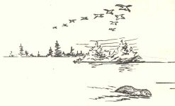 Beaver and geese, sketch by Hope Sawyer Buyukmihci, Refuge co-founder and artist