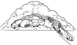 Sketch of beaver family by Hope Sawyer Buyukmihci, Refuge co-founder