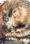 Beaver eating grape (undated)
