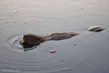 Beaver (female) eating apple in water by John McElroy (Nov 2010)