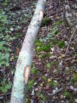 Beaver-gnawed log, Unexpected Wildlife Refuge photo
