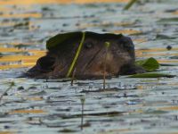 Beaver and lily pad 'hat' in main pond (May 2017)