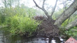 Beaver lodge 1, along stream between main pond and Miller Pond (Jul 2019)