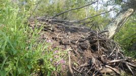 Beaver lodge in stream on way to Miller Pond, Unexpected Wildlife Refuge photo