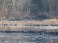 Beaver lodge in main pond (Nov 2017)