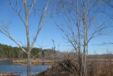 Beaver lodge main pond, new headquarters in background, photo by Dave Sauder
