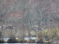 Beaver lodges in main pond (Mar 2020)