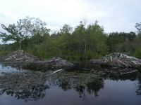 Beaver lodges in main pond, Unexpected Wildlife Refuge photo