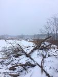 Beaver lodges covered with snow (Jan 2018)