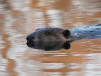 Beaver in main pond (Mar 2018)