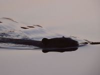 Beaver swimming in main pond at sunset (Sep 2017)