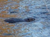 Beaver at Miller Pond outflow area (Feb 2019)