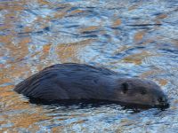 Beaver at Miller Pond outflow area (Feb 2019)