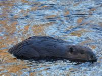 Beaver in Miller Pond, Unexpected Wildlife Refuge photo