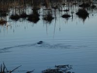 Beaver in Miller Pond (Feb 2019)