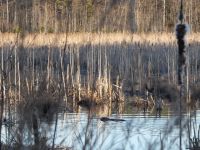 Beaver in Miller Pond (Feb 2019)