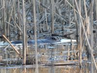 Beaver in Miller Pond (Feb 2019)