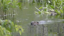 Beaver swimming near main pond dike (May 2019)