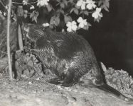 Beaver approaching poplar tree, photo by Hope Sawyer Buyukmihci (undated)