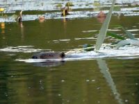 Beaver swimming with reed in main pond (Jul 2017)