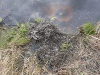 Beaver scent mound at main pond dike, Unexpected Wildlife Refuge photo
