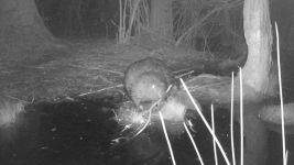 Beaver series at night near Wild Goose Blind, 1, trail camera photos (May 2020)