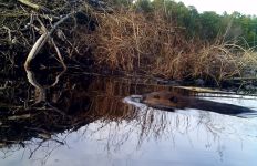 Beaver swimming to lodge, Unexpected Wildlife Refuge photo
