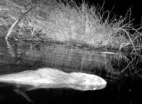 Beaver swimming in main pond, via trail camera (Apr 2016)