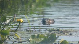 Beaver amongst yellow water lilies and pickerelweed in Miller Pond (Jun 2019)