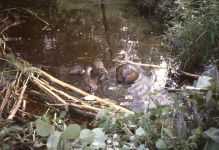 Beaver family at the Refuge