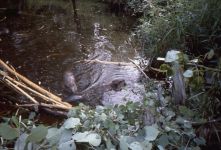 Beaver family dining in water (Sep 1984)