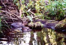 Beavers outside their lodge (undated)