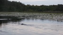 Beavers swimming in main pond (May 2019)