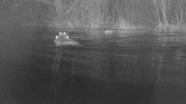 Beavers swimming, by trail camera (Mar 2018)