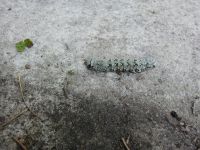 Beloved underwing moth caterpillar at Miller House (May 2020)