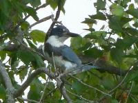 Belted kingfisher in tree (Sep 2017)