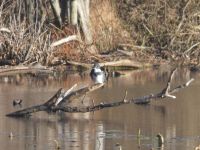 Belted kingfisher with fish (Nov 2017)