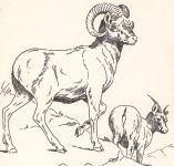 Bighorn sheep drawing, by Hope Sawyer Buyukmihci, co-founder