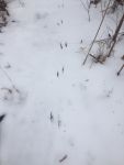 Bird tracks in snow, Unexpected Wildlife Refuge photo