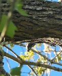 Black and white warbler upsidedown, Unexpected Wildlife Refuge photo