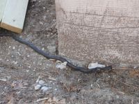 Black rat snake at headquarters, photo by Dave Sauder (Mar 2020)