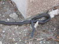 Black rat snake at headquarters, photo by Dave Sauder (Mar 2020)