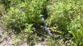 Black rat snake after mating (May 2019)