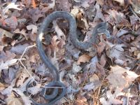 Black rat snake near Headquarters, photo by Dave Sauder (Dec 2019)