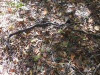 Black rat snake near headquarters, photo by Dave Sauder (Oct 2019)