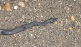 Black rat snake crossing a lane in the Refuge, 3, photo by Dave Sauder (Sep 2019)