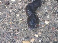 Black rat snake crossing a lane in the Refuge, 4, photo by Dave Sauder (Sep 2019)