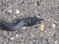 Black rat snake crossing a lane in the Refuge, 5, photo by Dave Sauder (Sep 2019)