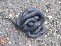 Black rat snake; photo by Dave Sauder