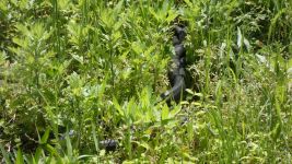 Black rat snakes mating (May 2019)